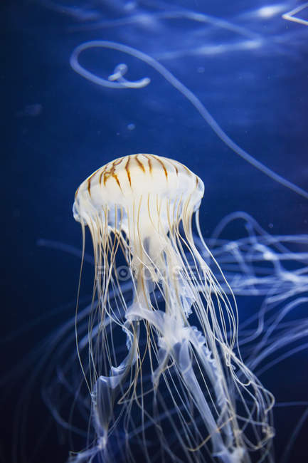 Medusas bajo el agua - foto de stock