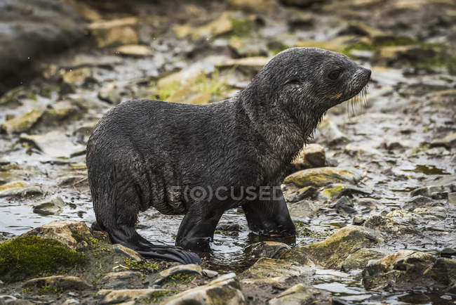 Cucciolo di foca da pelliccia antartica — Foto stock