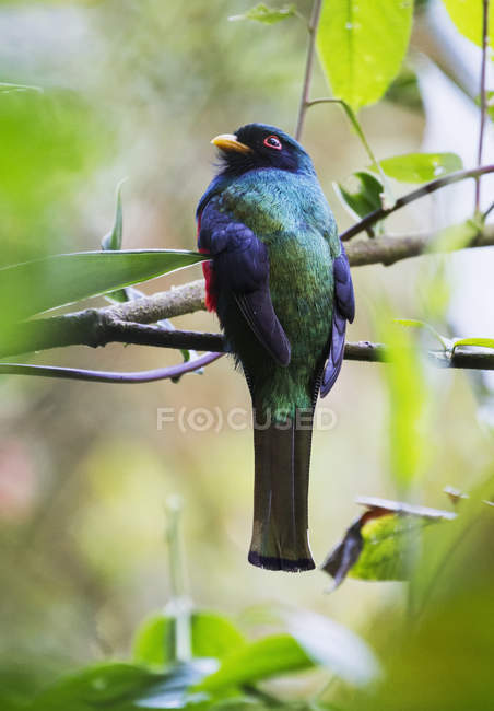 Masked trogon in forest — Stock Photo