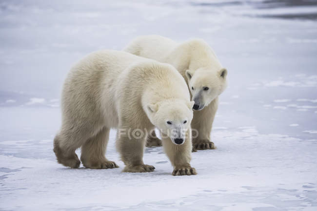Two young polar bears — Stock Photo
