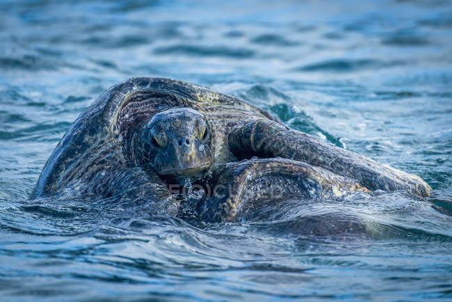 Галапагоські зелені черепахи — стокове фото