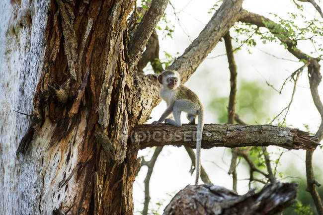 Vervet Monkey sitting on tree — Stock Photo