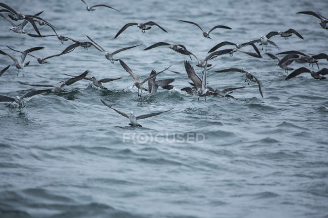 Bait fish being attacked by birds — Stock Photo