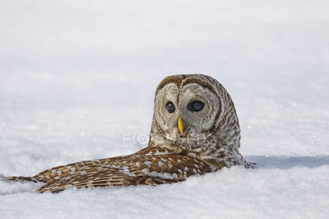 Barred owl snow bathing — Stock Photo