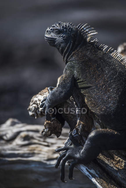 Marine iguana perched — Stock Photo
