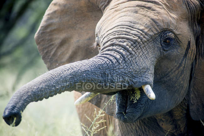 Elefante comendo grama — Fotografia de Stock