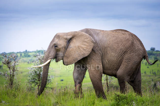 Éléphant debout sur le terrain — Photo de stock