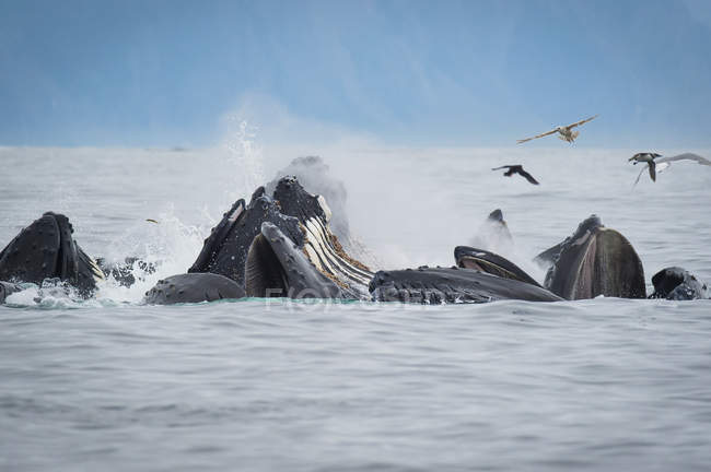 Humpback whales bubble — Stock Photo