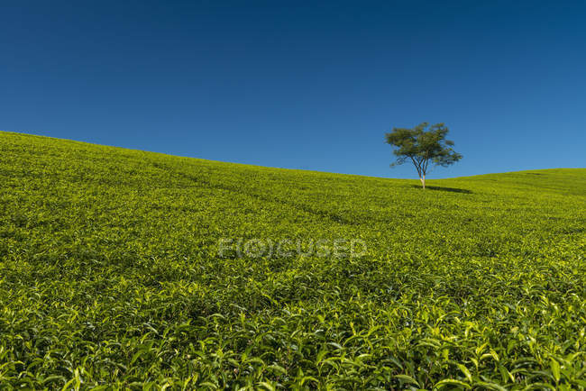 Petit arbre au milieu de la colline — Photo de stock