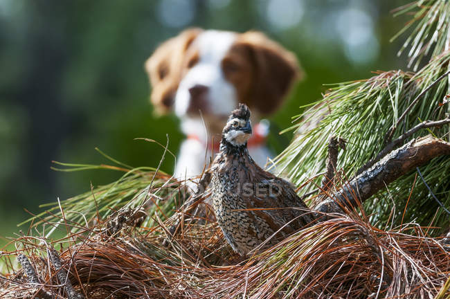 Caille de Bobwhite et chien — Photo de stock
