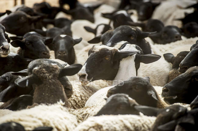 Schafe auf Bauernhof im Freien — Stockfoto