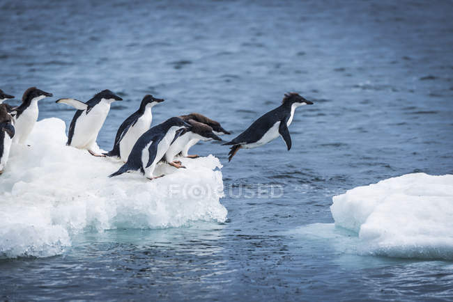 Adelie pingouins plongée — Photo de stock