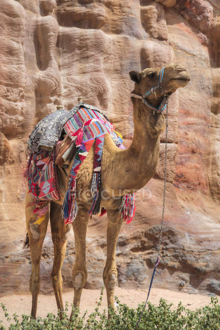 Camel standing against cliff — Stock Photo