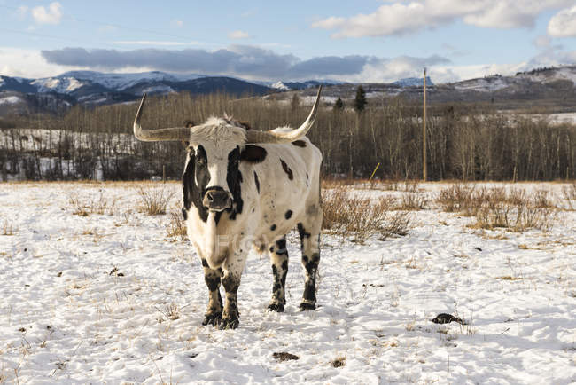 Длиннорогая корова на заснеженном поле — стоковое фото