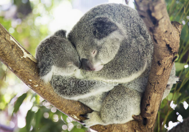 Madre y bebé koala osos - foto de stock