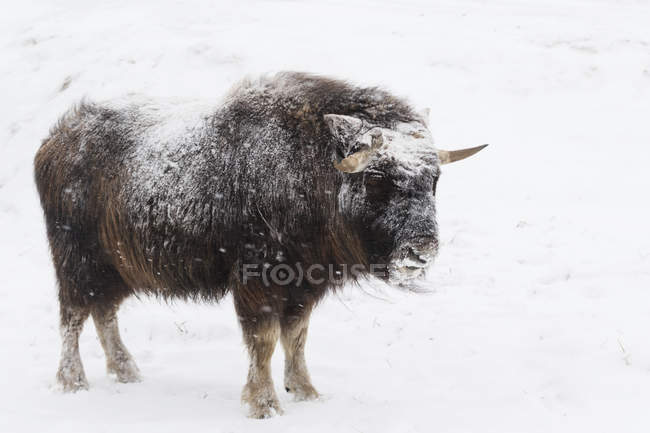 Muskoxen de aparência gelada (Ovibos moschatus) fica em pastagem nevada, em cativeiro no Alaska Wildlife Conservation Centre; Portage, Alaska, Estados Unidos da América — Fotografia de Stock
