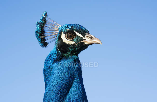 Bel oiseau bleu — Photo de stock