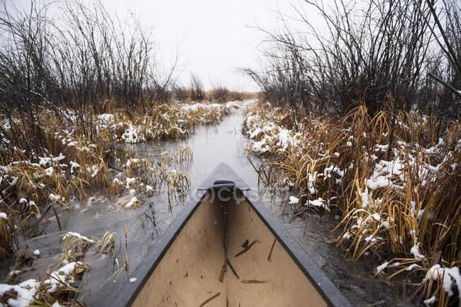 Bow of  canoe paddling through tall reeds — Stock Photo
