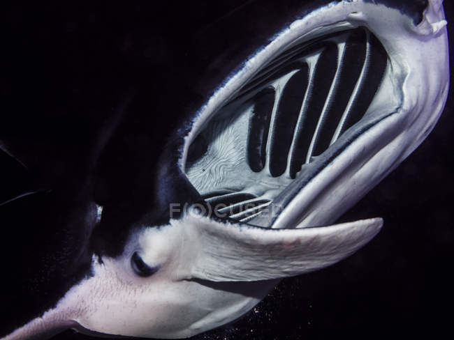 Vista frontale di una Manta Ray costiera (Manta alfredi) immersa sott'acqua durante le immersioni subacquee sulla costa di Kona di notte — Foto stock
