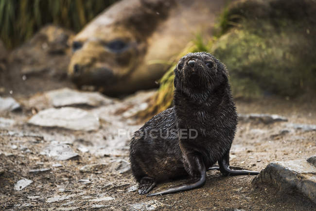 Antarctic fur seal pup — Stock Photo