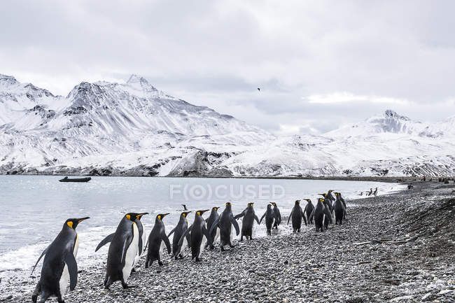 King Penguins caminando - foto de stock