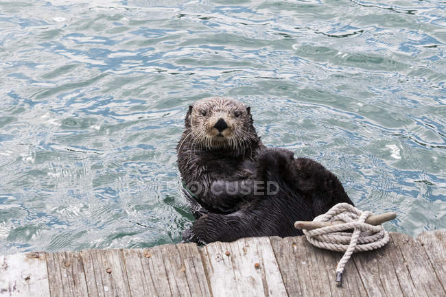 Поодинці otter плаває — стокове фото