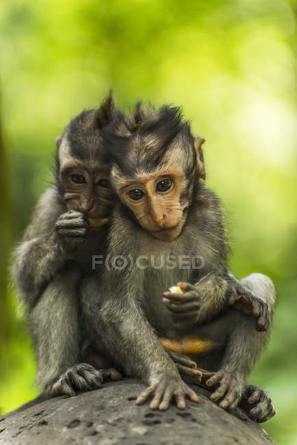 Dois macacos sentam-se juntos — Fotografia de Stock
