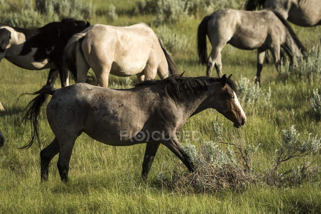Wild horses grazing — Stock Photo
