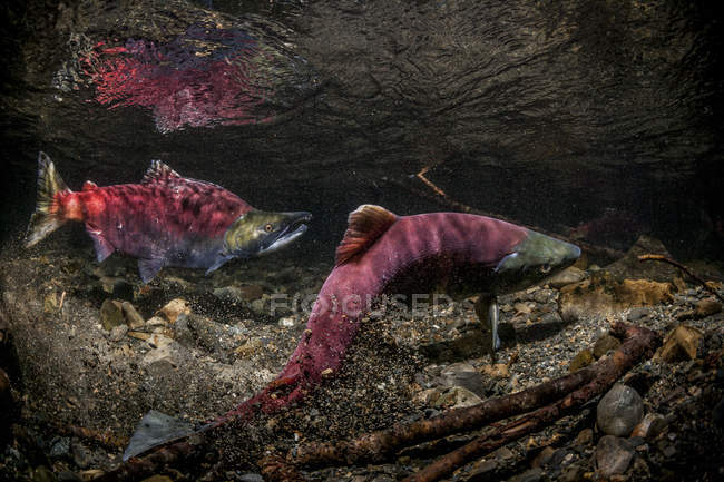 Sockenaugen-Lachs gräbt ihr Redd — Stockfoto