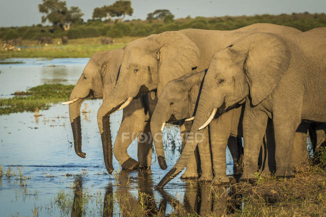 Cuatro elefantes en línea - foto de stock
