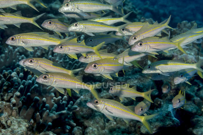 Beautiful Yellowfin Goatfish swimming underwater, wildlife — Stock Photo