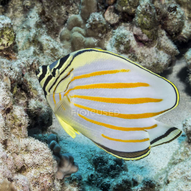 Nahaufnahme von gelben Schmetterlingsfischen, die unter Wasser schwimmen — Stockfoto