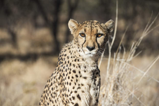 Primo piano del ghepardo all'aperto — Foto stock