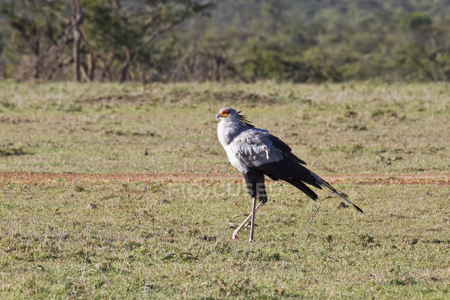 Птах-секретар стоячи на полі — стокове фото