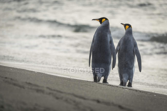 Два пингвина короля — стоковое фото