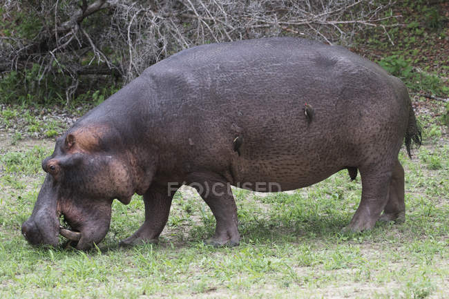 Hipopótamo alimentándose de hierba - foto de stock