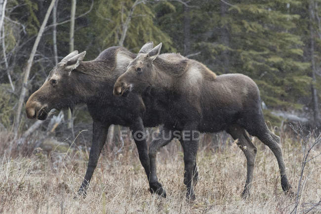 Two moose walking along road — Stock Photo