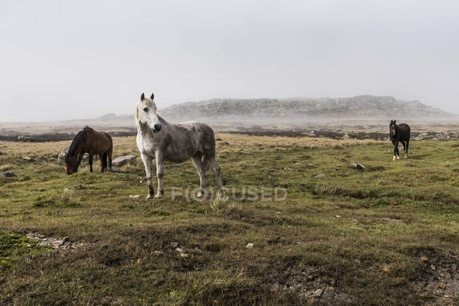 Дикие лошади стоят в поле — стоковое фото