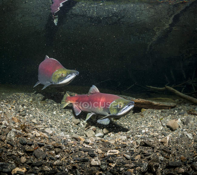 Paire de reproducteurs de saumon rouge — Photo de stock