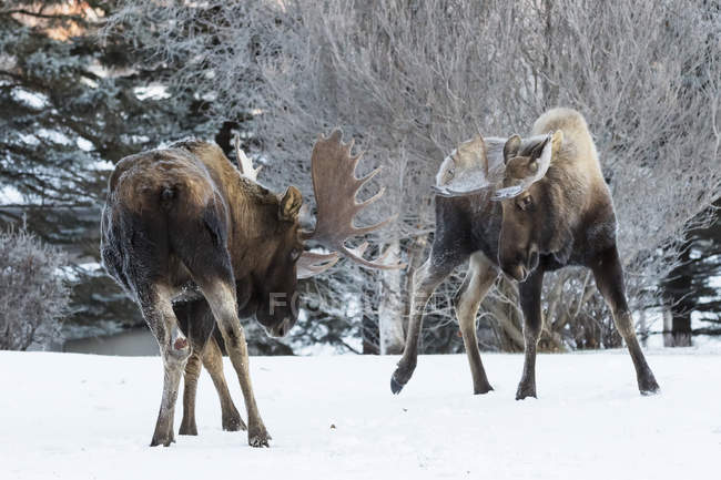 Bull moose fighting with antlers — Stock Photo