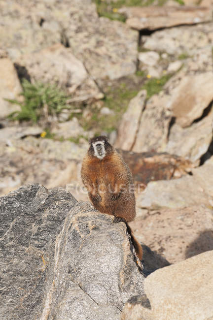 Marmota hoary stands — Fotografia de Stock