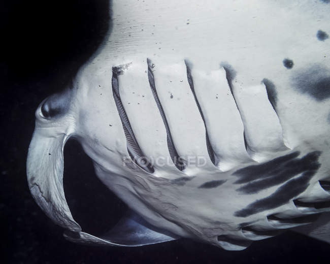 Vue de face d'un Manta Ray côtier (Manta alfredi) pris sous l'eau pendant la plongée sous-marine sur la côte de Kona la nuit — Photo de stock