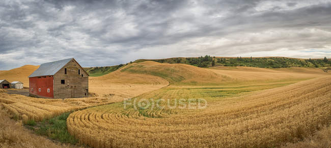 Golden wheat fields — Stock Photo