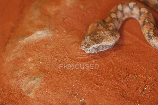 Snake on red ground — Stock Photo