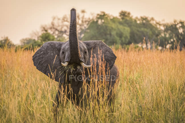 Слоненок ест траву — стоковое фото