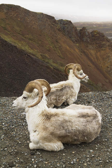 Пара Dall овець — стокове фото
