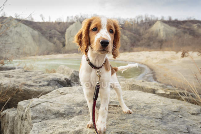 Springer spaniel cachorro - foto de stock