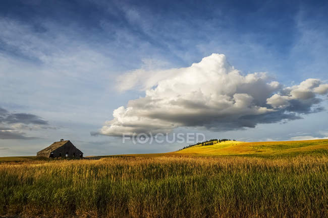 Пшеничне поле і старий сарай — стокове фото