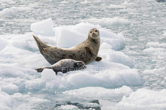 Harbor seal e il suo cucciolo — Foto stock
