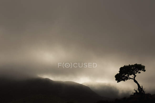 Silhueta de árvore contra céu tempestuoso — Fotografia de Stock